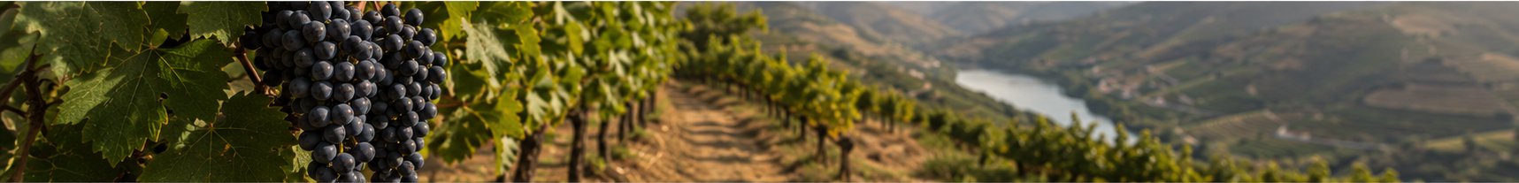 Vinhas em socalcos sobre o rio Douro